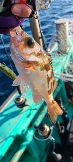 ウスメバルの釣果