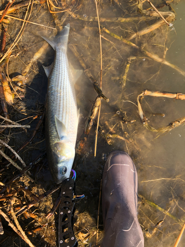 ボラの釣果