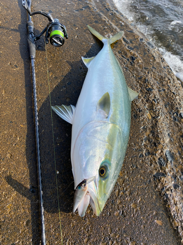 ヤズの釣果