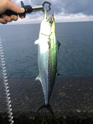 サゴシの釣果