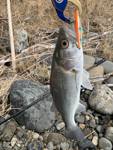 セイゴ（マルスズキ）の釣果