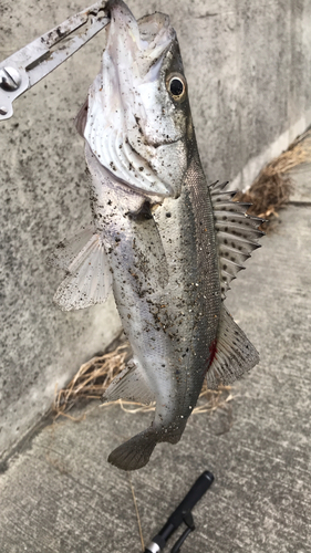 セイゴ（ヒラスズキ）の釣果