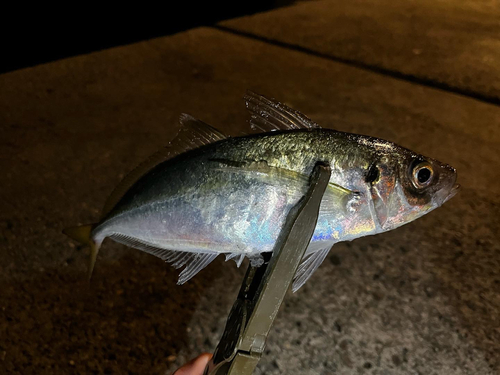 マアジの釣果