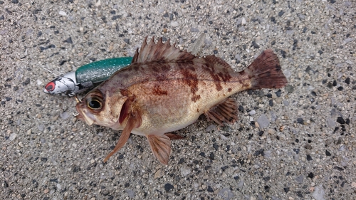 メバルの釣果