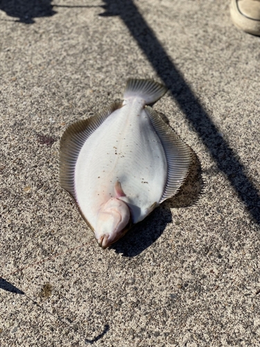 カレイの釣果