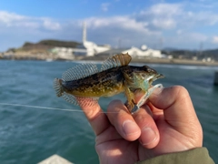 アナハゼの釣果