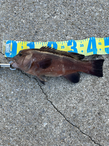 コブダイの釣果