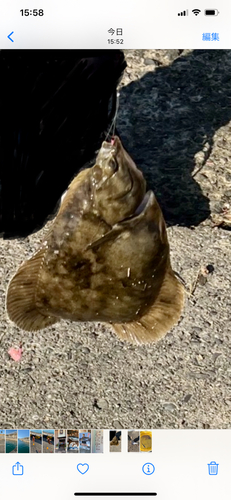 カレイの釣果