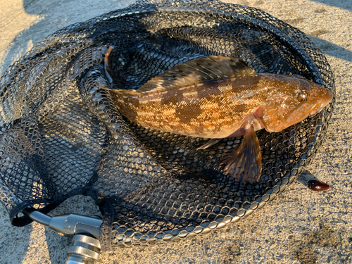 アイナメの釣果