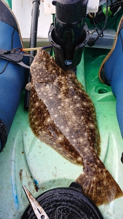 ヒラメの釣果