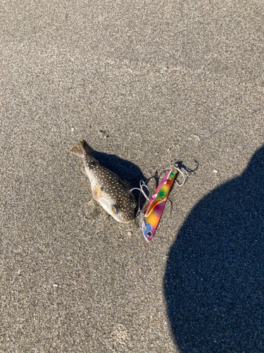 フグの釣果