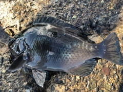 クチブトグレの釣果