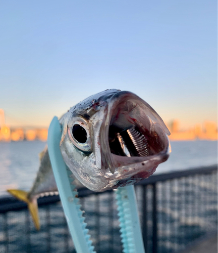 サバの釣果