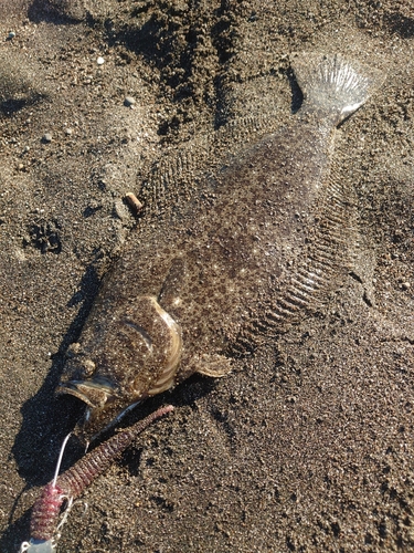 ヒラメの釣果