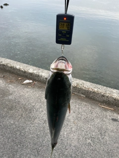 ハマチの釣果