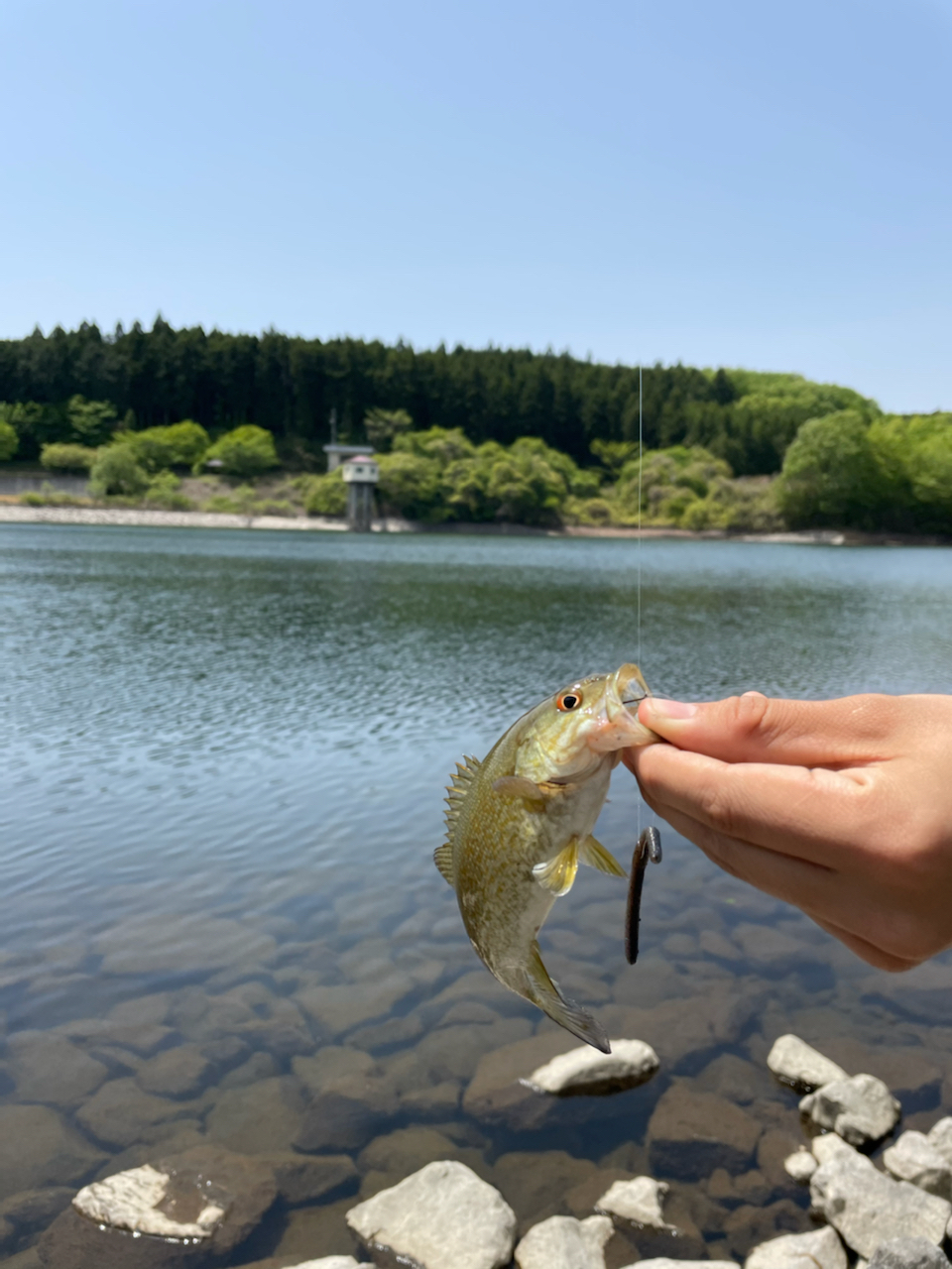 スモールマウスバス