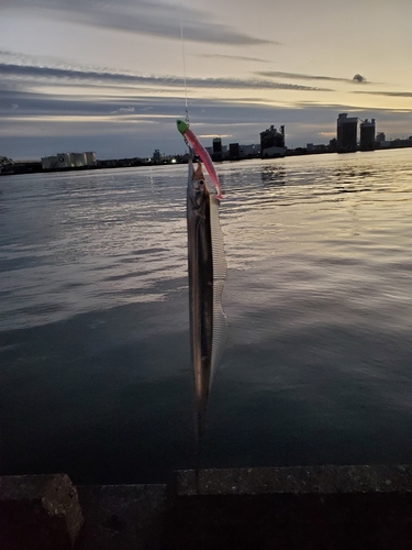 タチウオの釣果