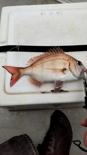 コダイの釣果