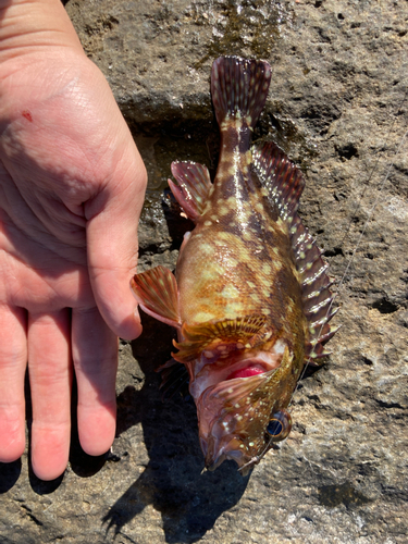 カサゴの釣果