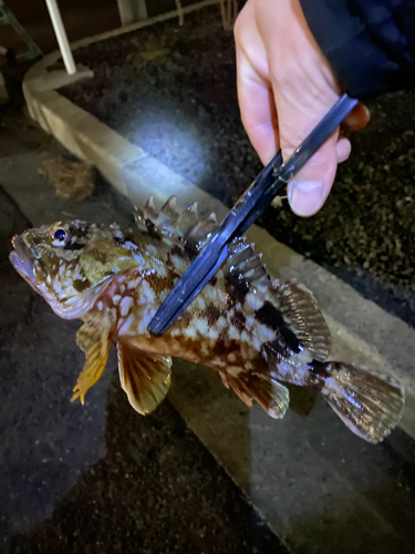 カサゴの釣果