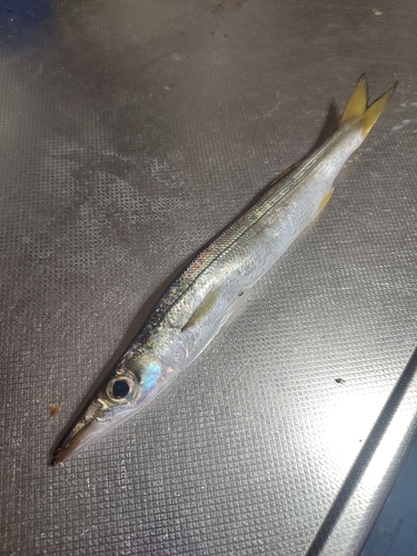 カマスの釣果