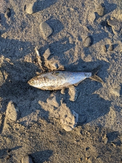 コノシロの釣果