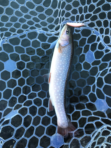 イワナの釣果