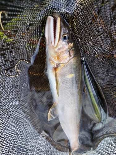 アユの釣果