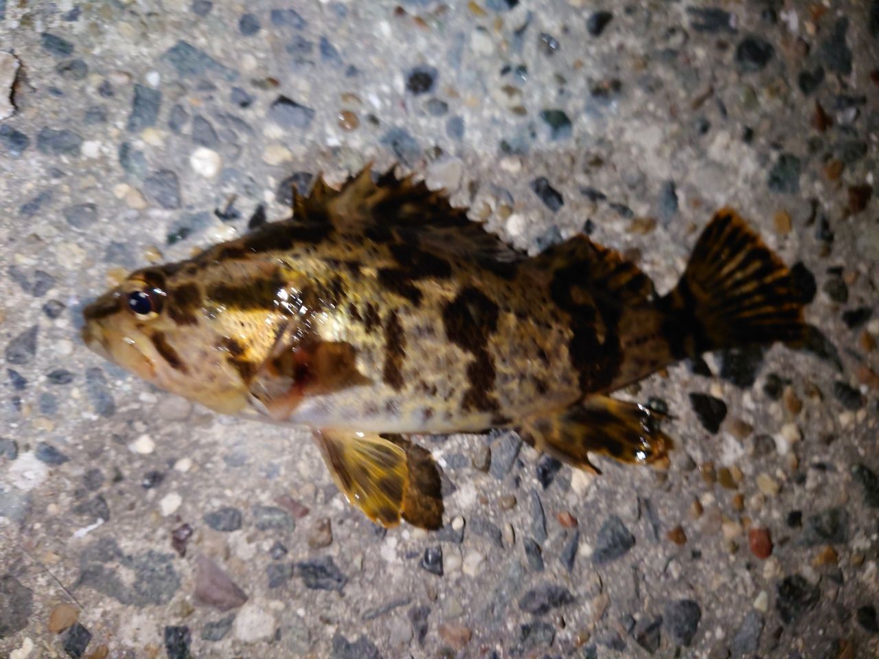 タケノコメバル