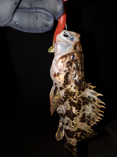 タケノコメバルの釣果