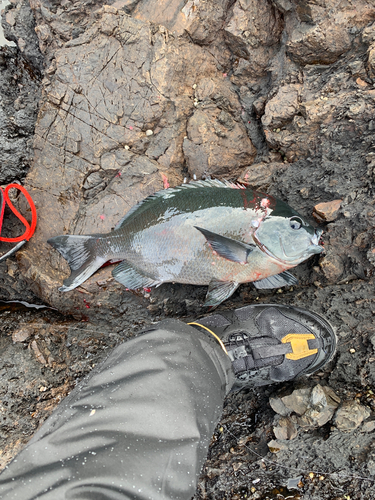 クチブトグレの釣果