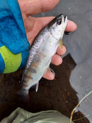 アマゴの釣果