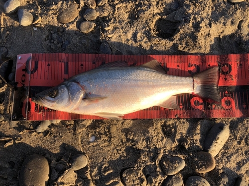 ヒラスズキの釣果