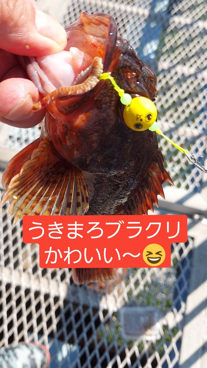 カサゴ