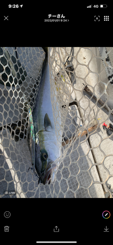 メジロの釣果