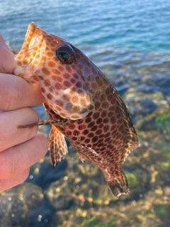 オオモンハタの釣果