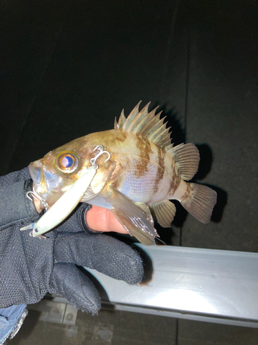 シロメバルの釣果