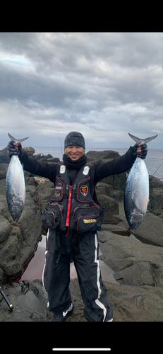 スマガツオの釣果