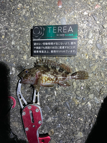 ガシラの釣果