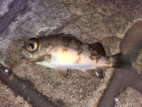 メバルの釣果