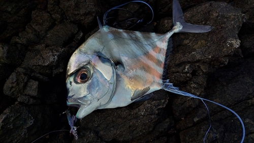 イトヒキアジの釣果