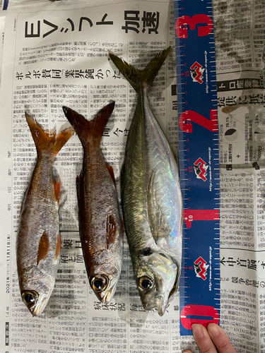 アジの釣果