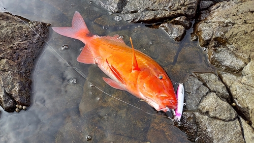 ヒメジの釣果