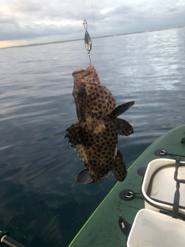 マダラハタの釣果