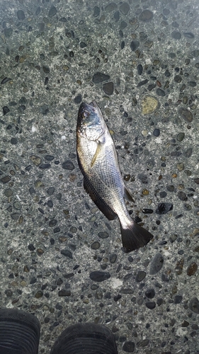 イシモチの釣果