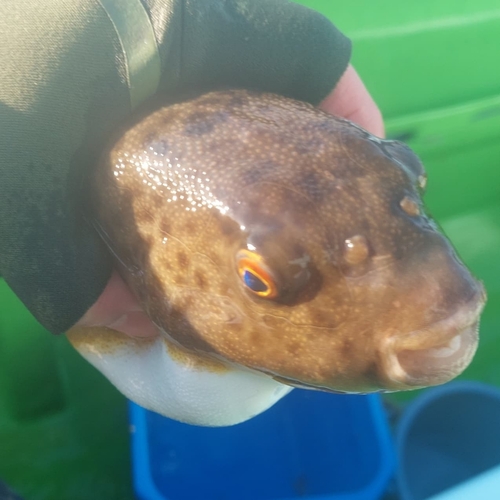 アカメフグの釣果