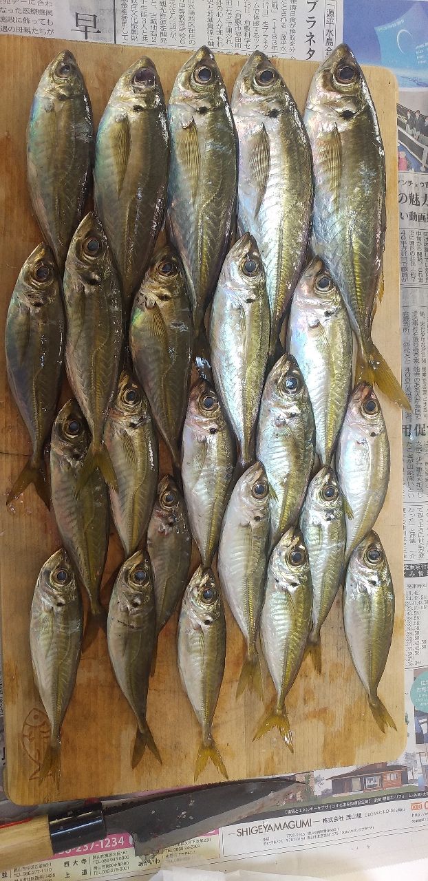 アジ