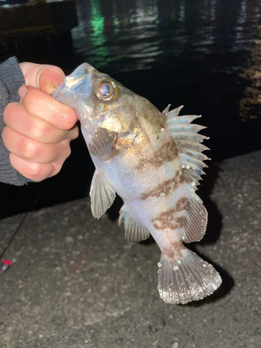 シロメバルの釣果