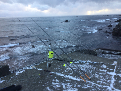 アブラコの釣果