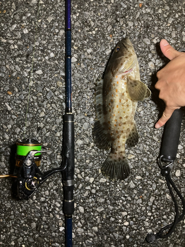 チャイロマルハタの釣果